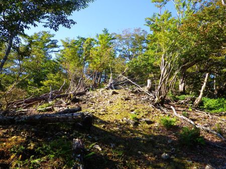 大峰ぽい雰囲気になってきた。こういう倒木があったりちょっとした草原があったりするのがいい感じなんよね