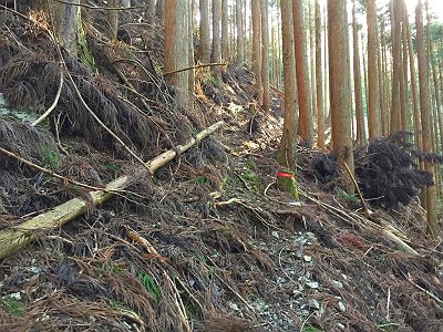 ところどころに赤テープが巻いてある。ちなみに、これからしばらく植林と自然林のコラボが続く