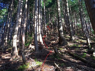 上をみるとぞっとするが一発目からいきなりの急登で息切れ状態になる