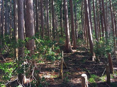 ここまでくると急登が終わる。