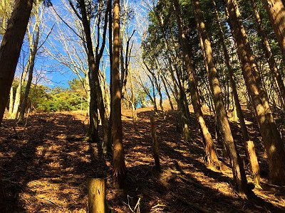 植林と自然林のとあと少し。この先右にも道ぽいのがあるが、とにかく尾根を登る