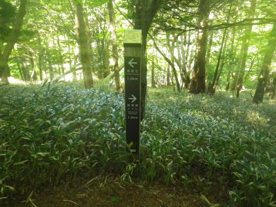 距離的にいえば尾鷲辻までの真ん中がここになる。行きで歩くのは初めてだけどここから若干登りになってるのよね