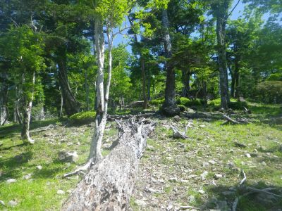 大台ケ原ぽい雰囲気のところがあったので撮影しておいた。そこらの低山とは樹林や岩の種類が違う
