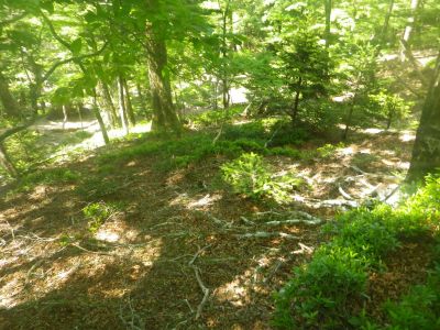 堂倉山から下りは踏み跡すらないが尾根道のようになっているので方角を間違えずに下れば尾鷲道に戻ることができる