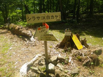 堂倉山から下ったところにシラサコというポイントがあった。ここから尾鷲道はトラバースの道になってるんだけど、あえて尾根道を歩いていくことにした