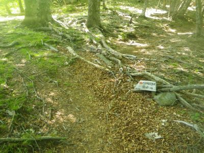 尾根を下ると再び尾鷲道と合流した。ここからは雷峠方面に進んでいくことにする