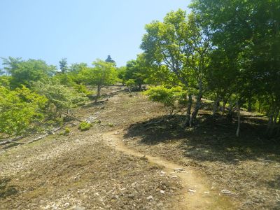 さて、雷峠に戻ってマブシ嶺に行く。この標高50mほどの登りなんだけど、ほぼ直登で滑りやすく足がしんどかった
