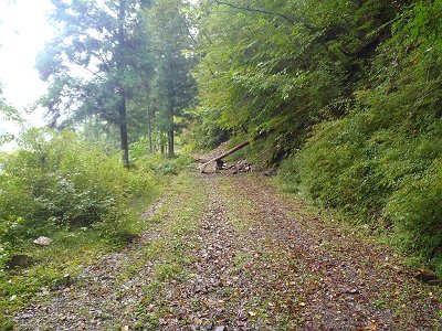 先日の台風の影響！？