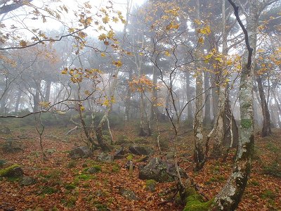 やっとピークが見えてきた