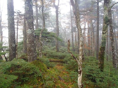 ここからは苔の原生林の稜線歩きになる