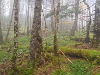 人間があまり入り込まない自然の風景は素晴らしい
