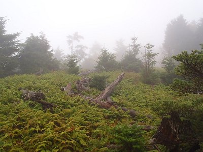 開けた場所にでる