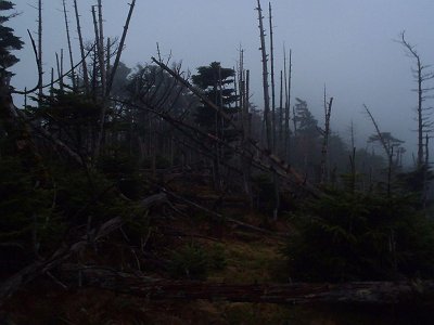 弥山手前は大倒木地帯といわれ、だだっ広く樹林が倒れている。弥山はすぐそこなのに迷いやすい。冬吹雪かれたら確実に迷うだろう