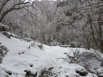 この付近から樹氷がすごいことになってきた
