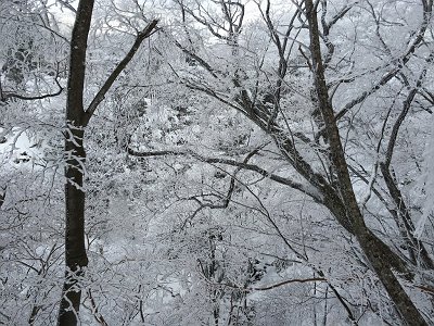 すごい樹氷だが青空がでてくれない