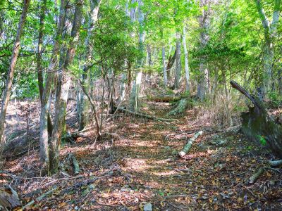 いきなり急登がはじまる。阿須迦利岳までは標高で200m近く登らないといけない