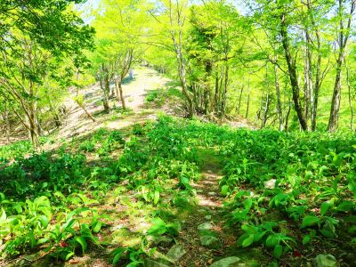 釈迦ヶ岳でも見れたバイケイソウだっけか。大峰の南側はこの植物多いのかな！？