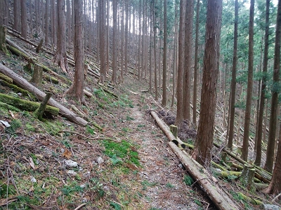 なだらかな道が続く～ほぼトラバースの道を歩いていくことになります