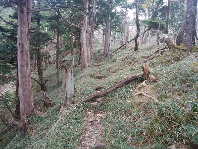 大峰らしい笹の道。やっと大峰って感じがしてきた