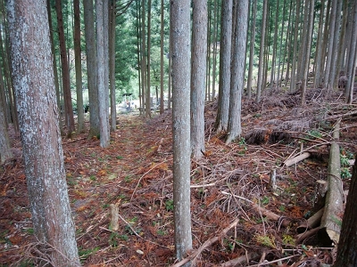 左側にお墓がありました