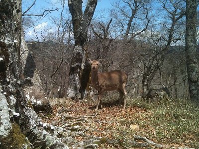 鹿が来た！