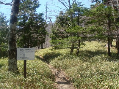 こういう感じの道を歩くが笹に隠れて見えなくなるところもあった