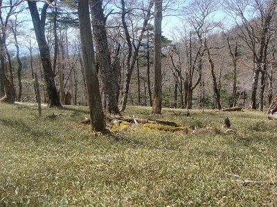 コル部は苔地帯がちらほら