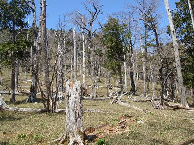 ここから登っていく。樹林はやはり大峰や大台ヶ原ぽい