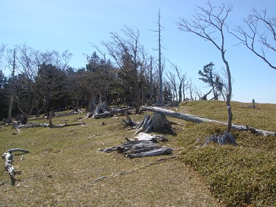 大台ケ原同様に倒れ木など多い