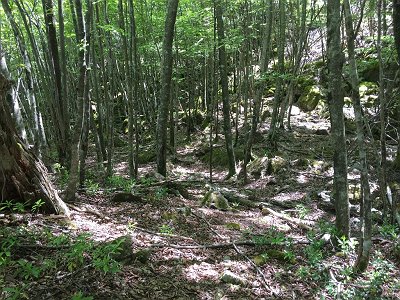 林道が終わるとまずは樹林帯を半無理やり登っていく