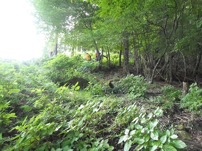 草をかきわけて登っていきます