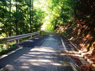 最初は林道歩き。これが結構長い