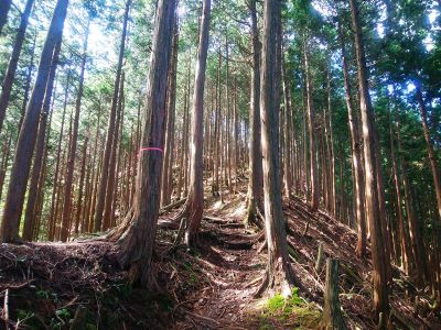 最後の登りだけど、あともう少しで山頂だと思われる