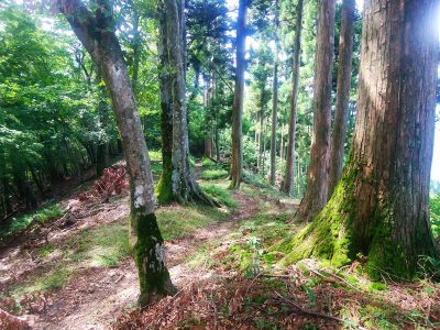 四寸岩山から向こう側は下りが続く。これをまた登り返すのかと思ったら心折れそうだけどね