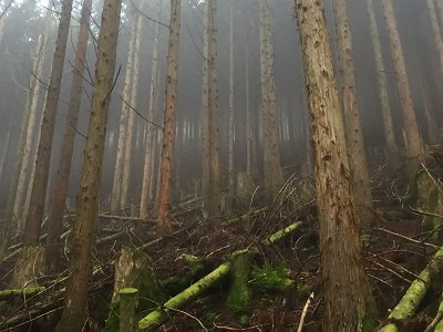 お、おおガスってきた!