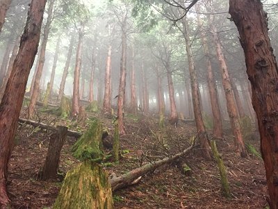 尾根がみえた。やったぁ～ガスってる！！