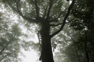 ガスとブナのこもれびも幻想的