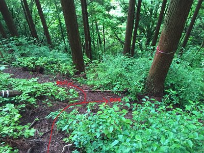 分岐に到着。左へ行くと駐車場で、右の琵琶滝へ