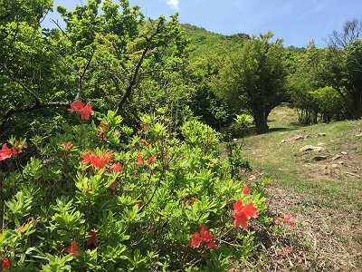 休憩広場の上部に昔ちぎって根元を吸っていたような花が咲いてた。これは吸えるんだろうか？