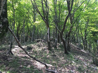 さらに急登が続く