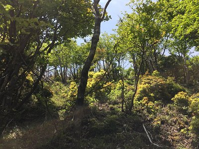 上を向くと開けた場所が見える。ここまでくるとあと少し！