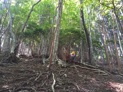 すぐに急登になる