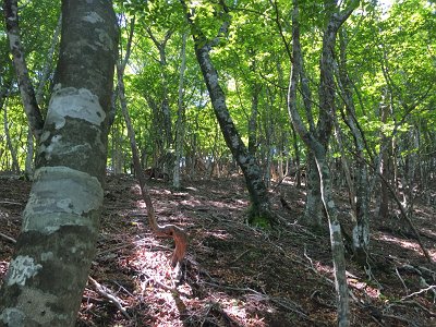 尾根が見えた！