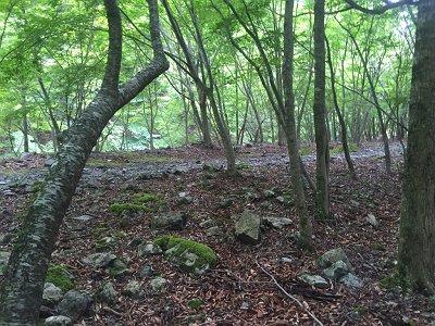 テープが途切れて別の尾根を下ることになってしまい、弥山への登山道との合流