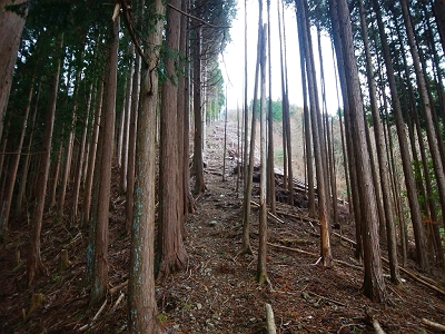 この付近から尾根を直登に登っていくが急登が始まる