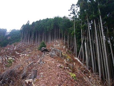 ここが実際みると上のほうが急斜面で反り返った感じだった。これを登るのかと思いきや、この先で左に入り尾根をトラバースしていく