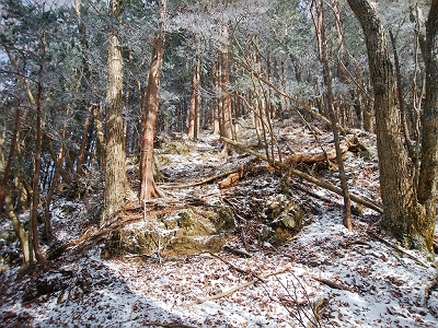 稜線はちょっとしたアップダウンが続く。地図で見ると天和山まで近いようだったけど結構時間かかった