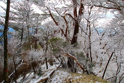 下山時の尾根の霧氷も素晴らしいので撮影。このあと、陽が登って気温があがっていったせいか、霧氷がなくなったのを下から見たので本当によかった