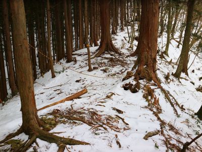 このトラロープは何を意味しているんだろうか！？というか前こんなのなかったよね