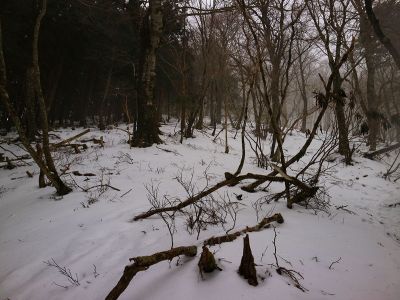だんだんガスってきた。どうして天女の舞に行こうとするとこうなるんだろう・・・